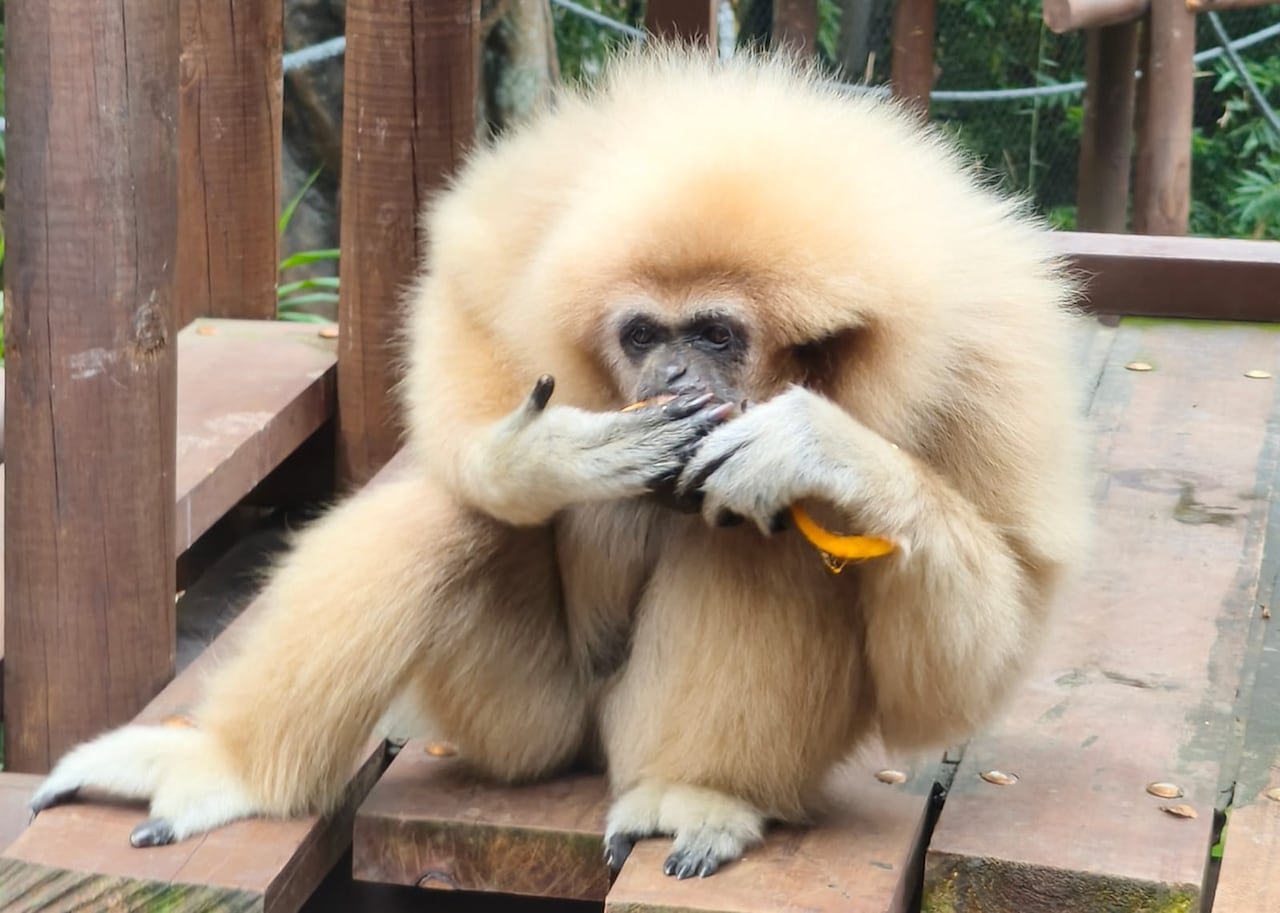Gibón de manos blancas en el Zoológico de Cali.
