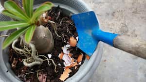 Esta es una manera de hacer un fertilizante para las plantas con ayuda de la cáscara de huevo.