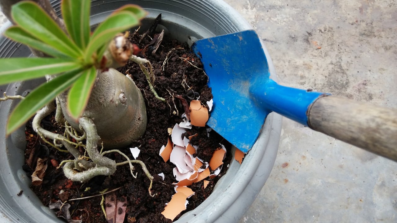 Esta es una manera de hacer un fertilizante para las plantas con ayuda de la cáscara de huevo.