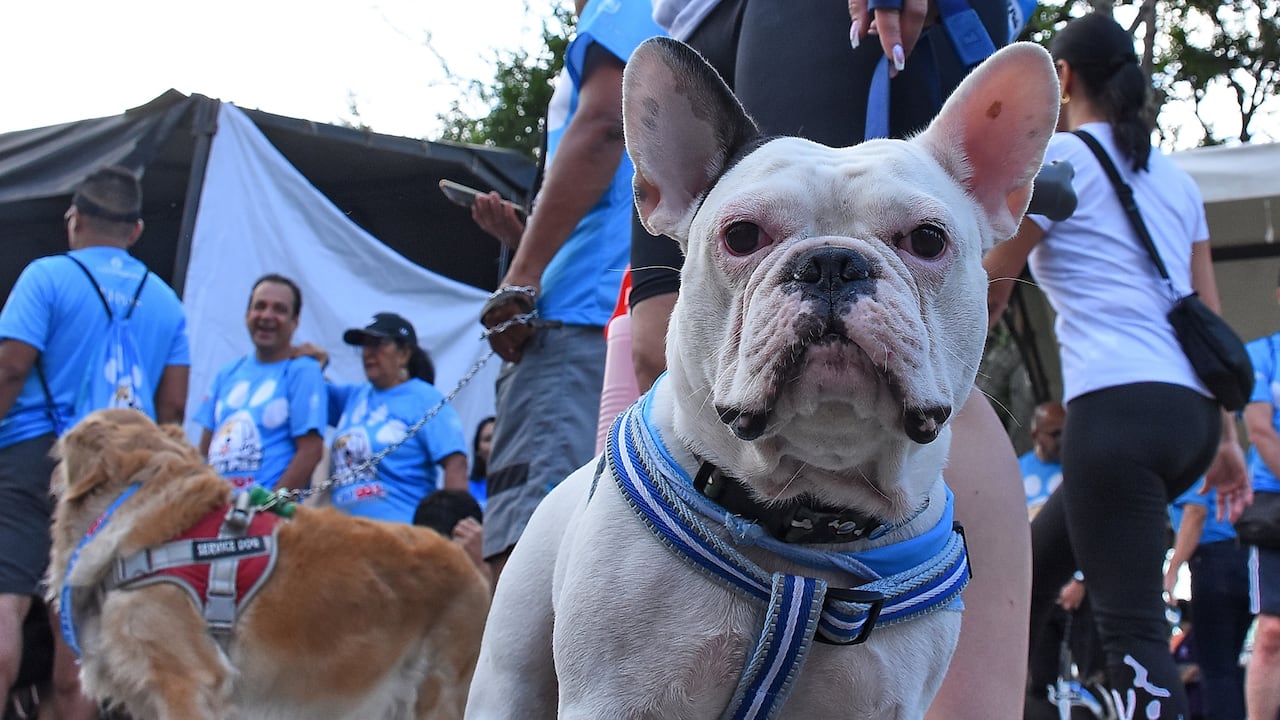 Caminata Ladridos por la Paz Emisora Boom y El País