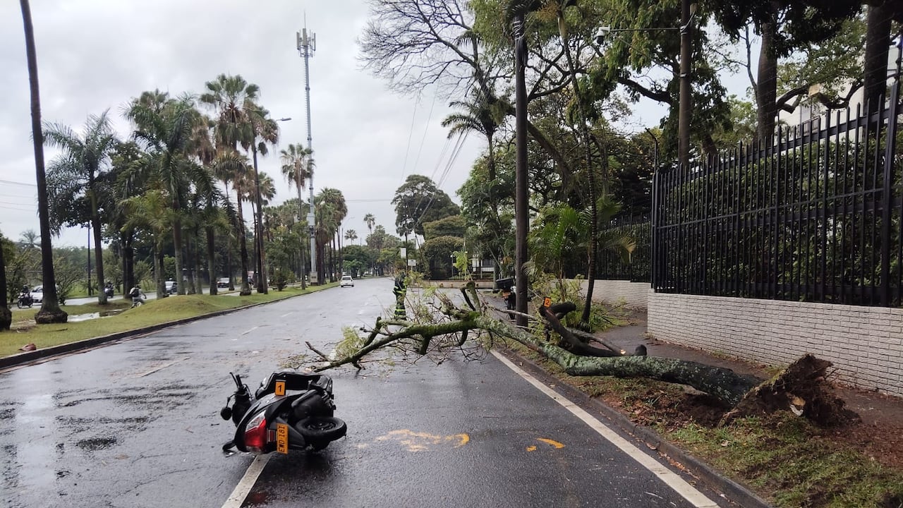 La Secretaría de Movilidad atendió el caso una motociclista caída sobre la vía por la rama de un árbol.