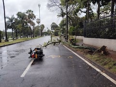 La Secretaría de Movilidad atendió el caso una motociclista caída sobre la vía por la rama de un árbol.