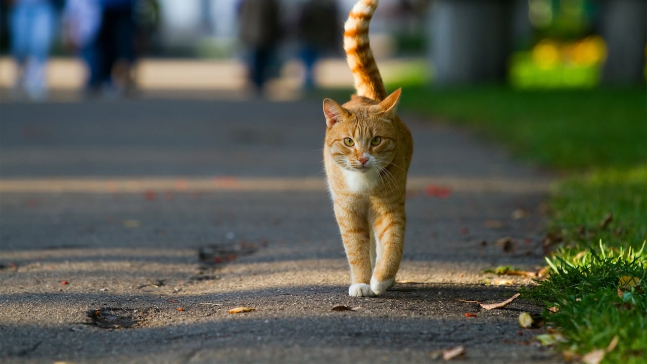 El misterio detrás de por qué algunos gatos prefieren esconderse o apartarse de sus dueños durante la enfermedad suscita curiosidad entre los amantes de los felinos.