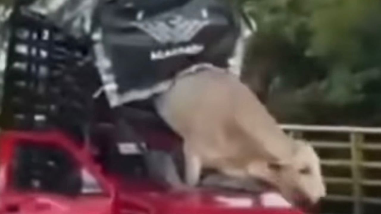 El hecho se presentó en las carreteras del Tolima.