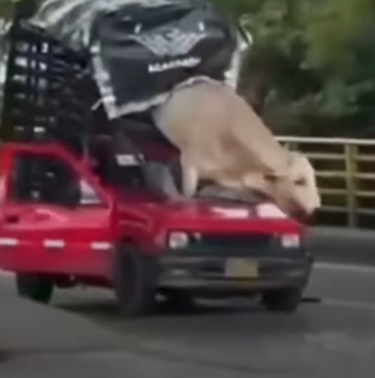 El hecho se presentó en las carreteras del Tolima.