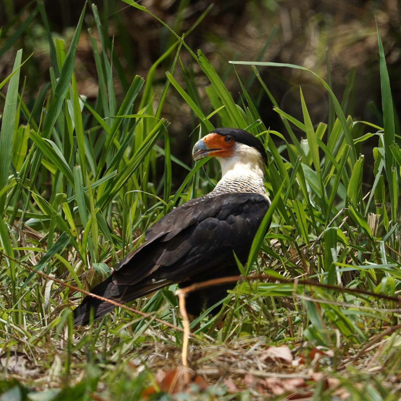 Más de cien especies de aves se han identificado en el tramo que se lleva recuperado del corredor biodiverso.