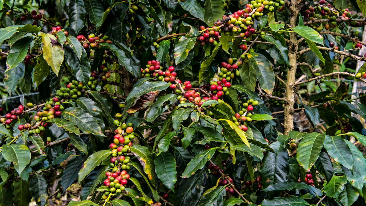 Cultivo de café