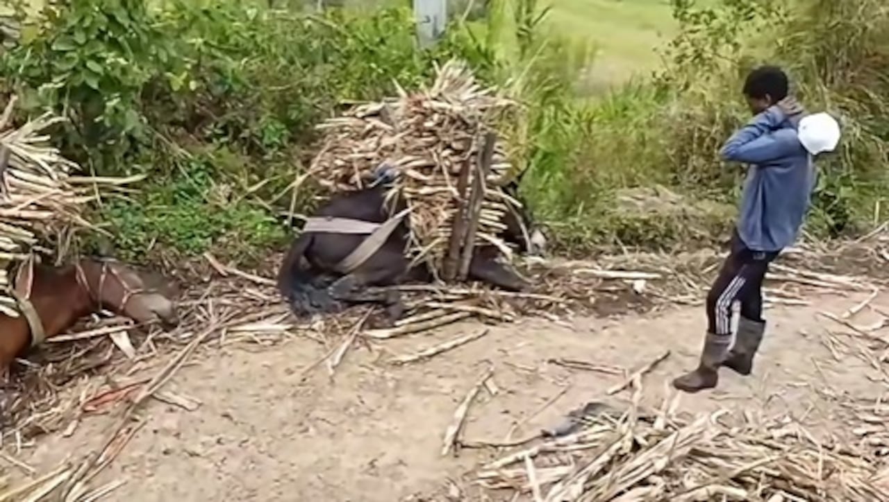 Los animales eran utilizados para el transporte de caña y contribuían al sustento económico de sus propietarios, quienes quedaron afectados por la inesperada tragedia.