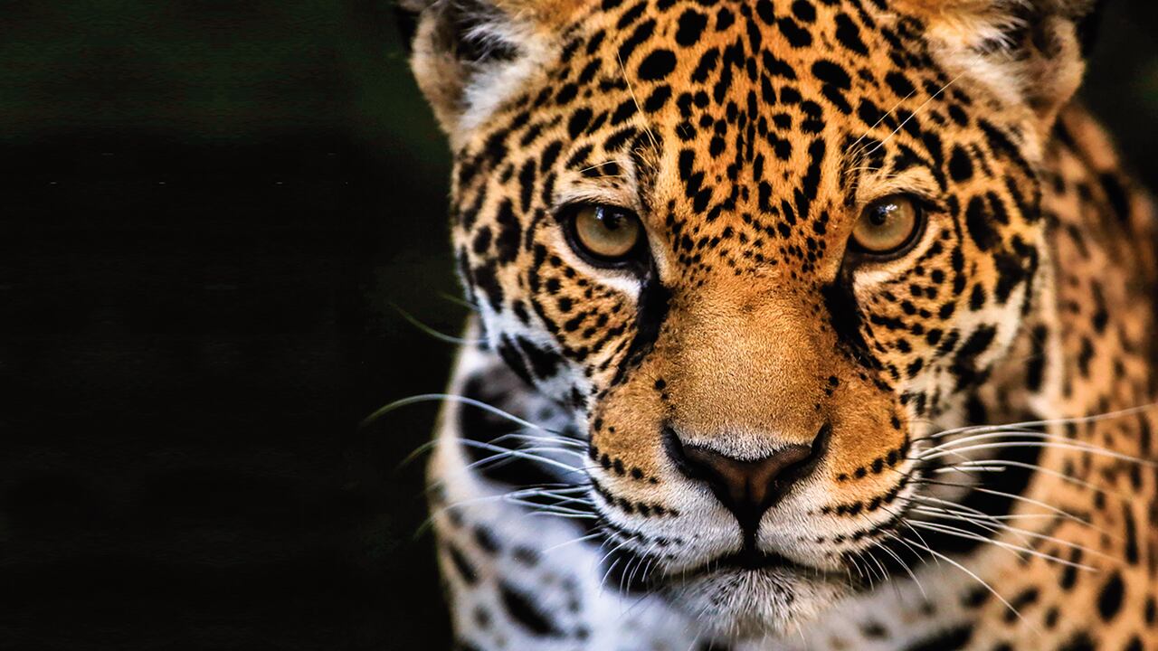 Editorial COP 16 Marco Global de Biodiversidad, ¿En deuda con el planeta?, Semana sostenible