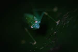 Reportaje gráfico Cali. El Centro de Educación Ambiental El Topacio, cercano a pueblo Pance y que está a cargo de la CVC, es un ecosistema ideal para la macrofotografía, estos son algunos de sus habitantes.