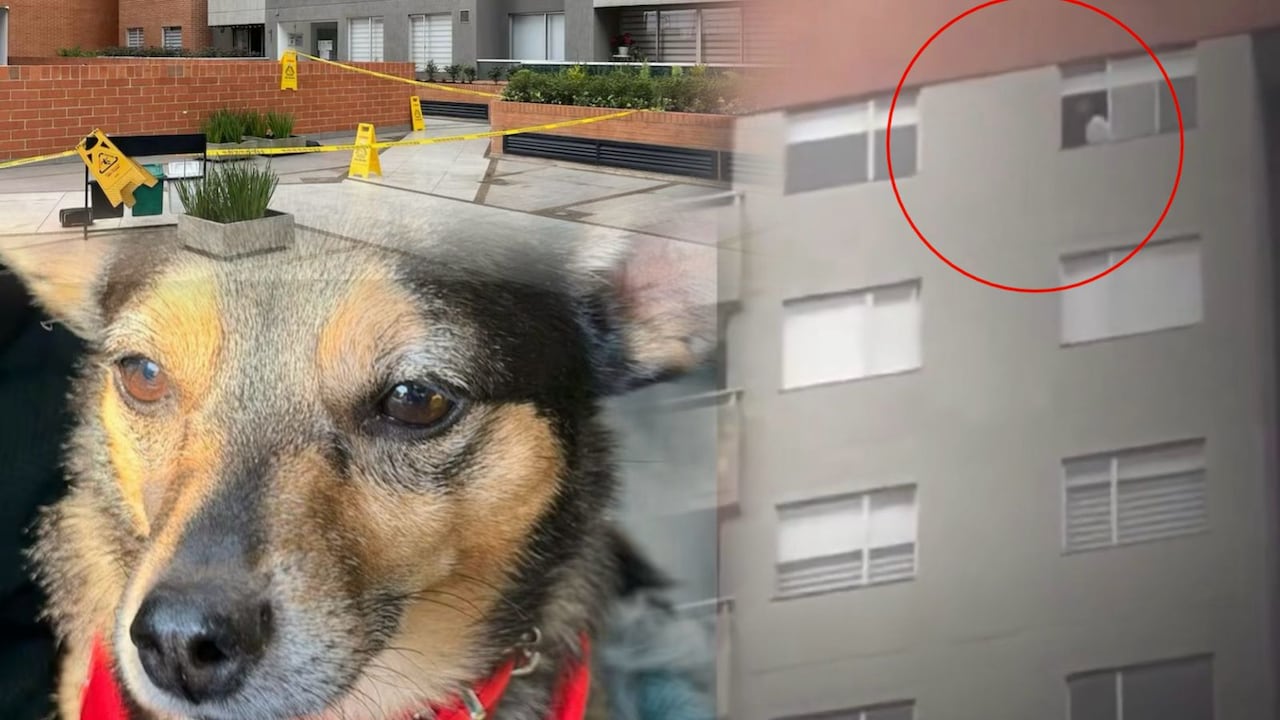 Conmoción en Bogotá: dueño de perro lanzado desde un piso 25 cuenta qué ocurrió