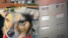 Conmoción en Bogotá: dueño de perro lanzado desde un piso 25 cuenta qué ocurrió