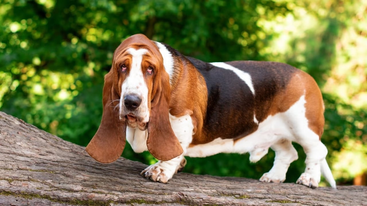 Basset Hound
