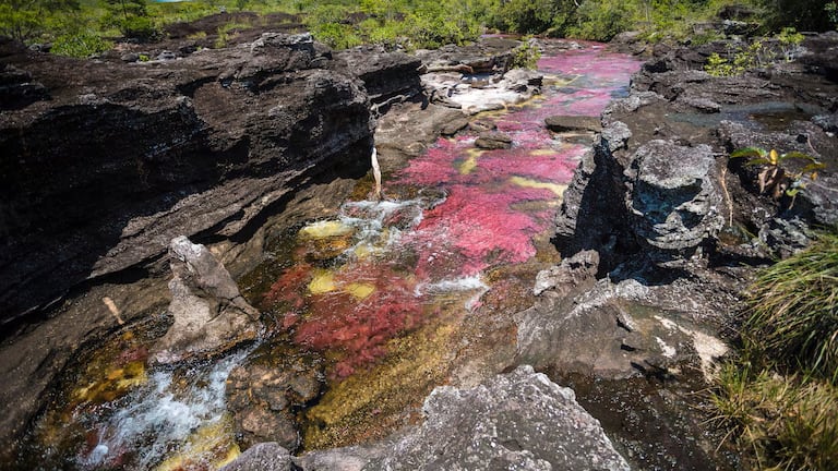 Caño Cristales