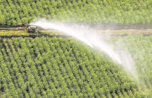 Siembra. En el Valle del Río Cauca hay sembradas 243.232 hectáreas con caña. De esa cifra, el 75% pertenece a 2.750 productores diferentes a los ingenios azucareros, señala un ifnorme de Asocaña.