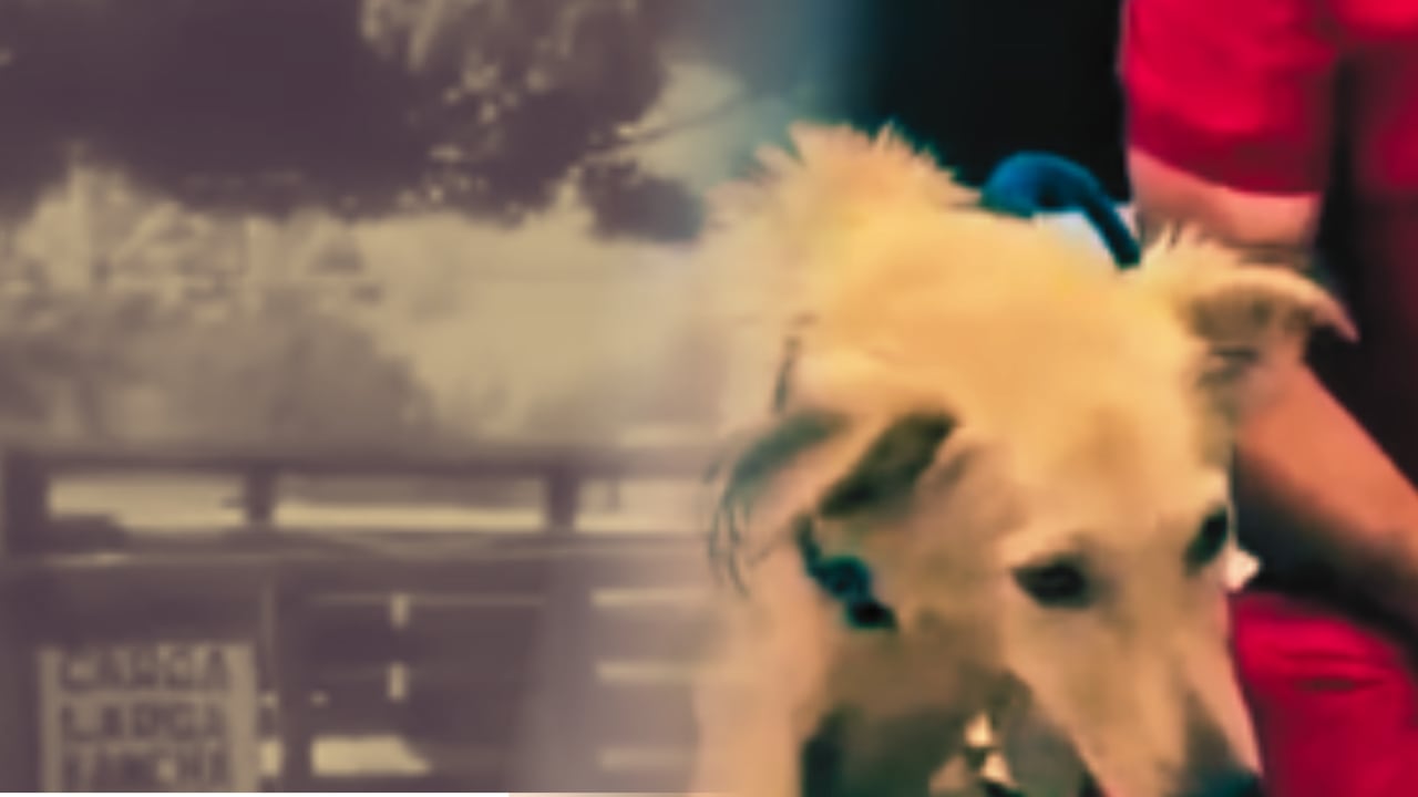 El caso de Tevi, un canino que fue arrojado desde una camioneta en movimiento..