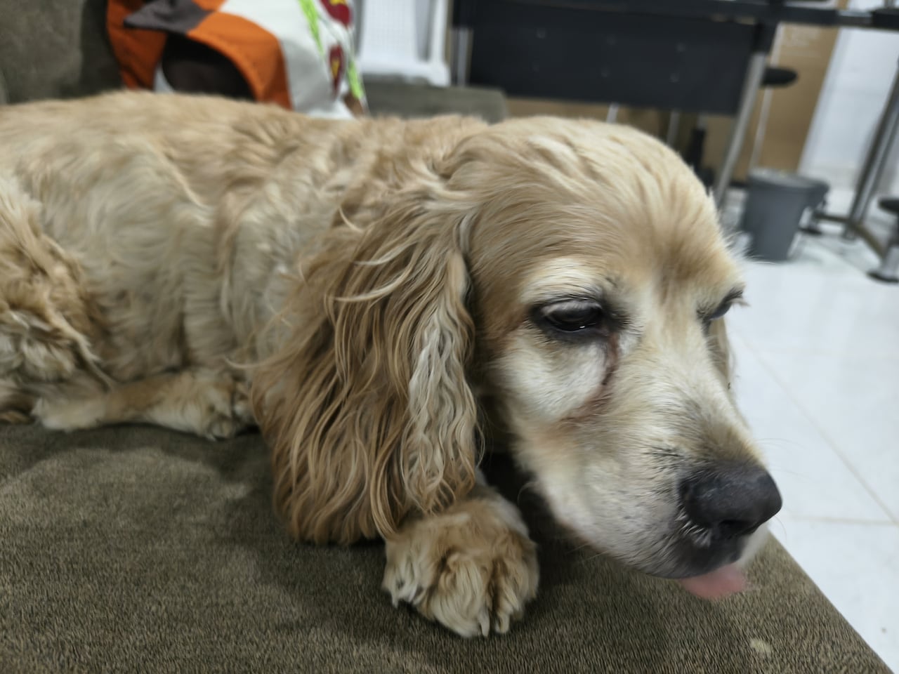 Milú, la perrita de 11 años, también quedó atrapada entre los restos del apartamento. Yessica pidió a los rescatistas que la salvaran primero.