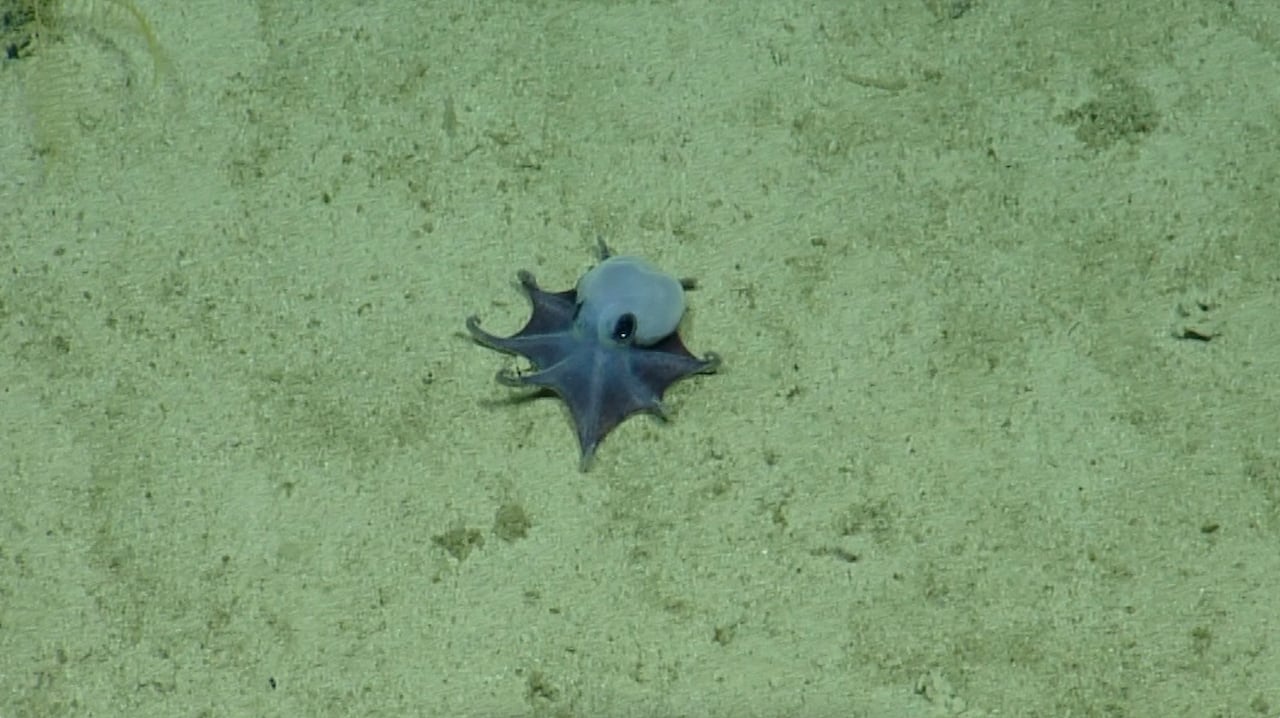 Este es el pulpo pigmeo azul recién descubierto frente a las Islas Galápagos.