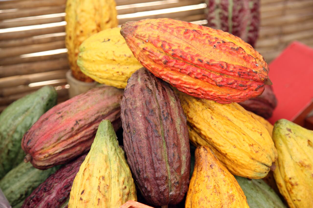CACAO