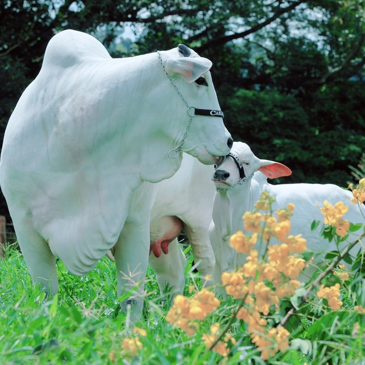 Viatina-19 FIV Mara Móveis es de la raza Nerole y está en Brasil.