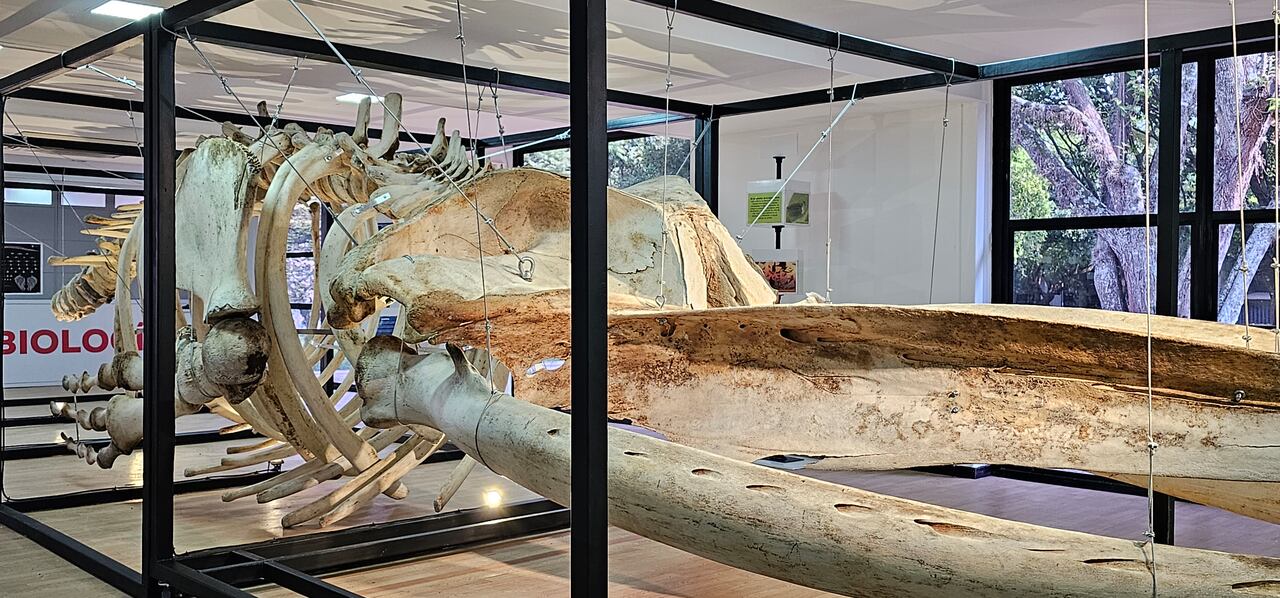 Exoesqueleto Ballena Yubarta.