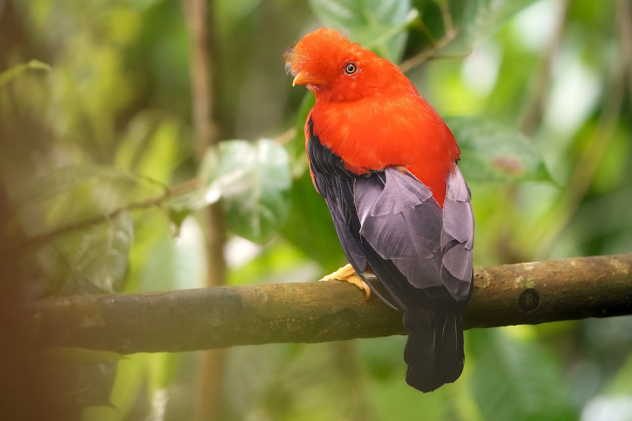 Copia de Andean Cock-of-the-rock_Rupicola peruvianus_Carlos Mario W.agner.