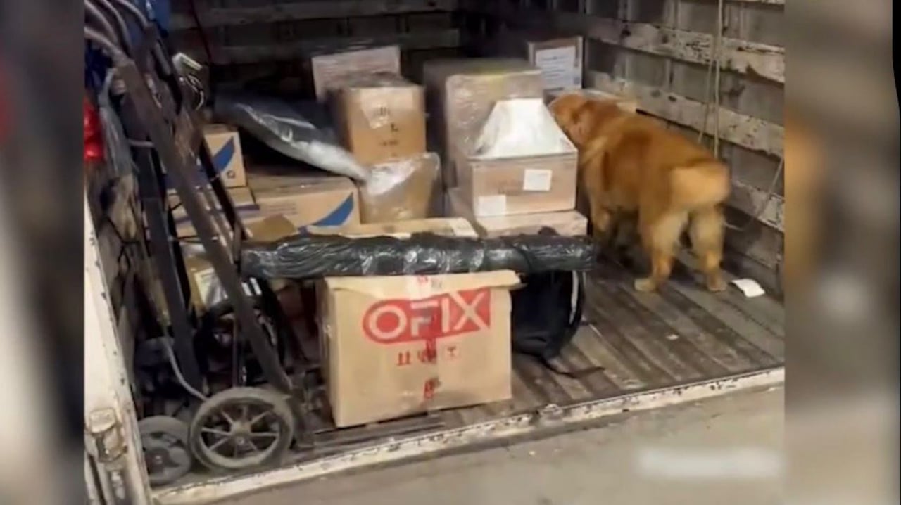 ‘Toro’ y ‘Tino’ detectan cargamento de marihuana camuflado en envíos comerciales en Cali y Yumbo.