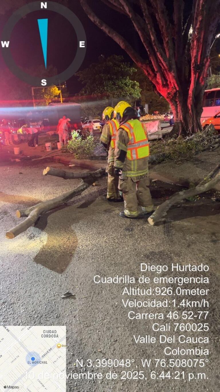 Se investigan las causas de la caída del árbol.