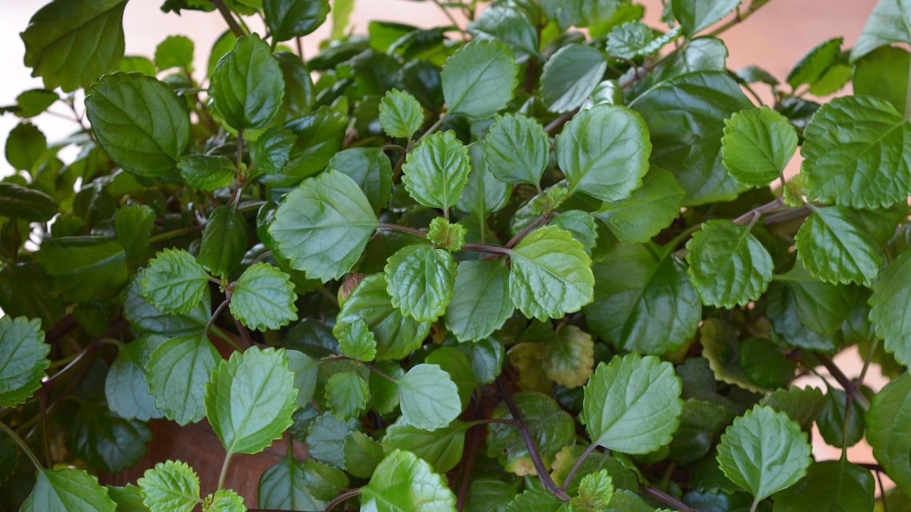 Plectranthus verticillatus o planta millonaria