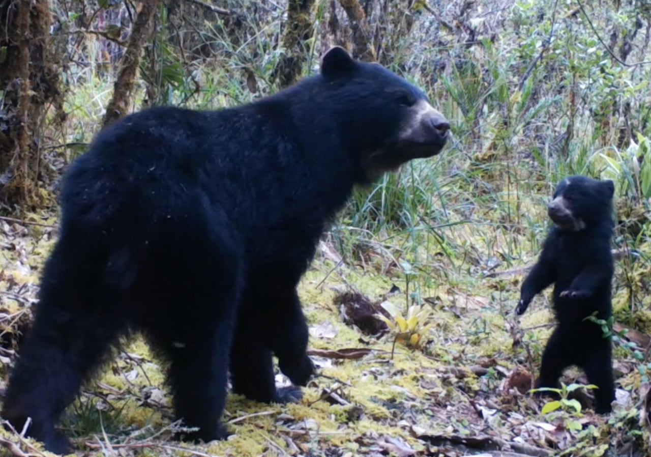 En una región cafetalera de Colombia, un grupo de agricultores ha declarado una tregua con un habitante indígena alguna vez cazaron pero ahora granizan: el "oso de anteojos" de los Andes tropicales.