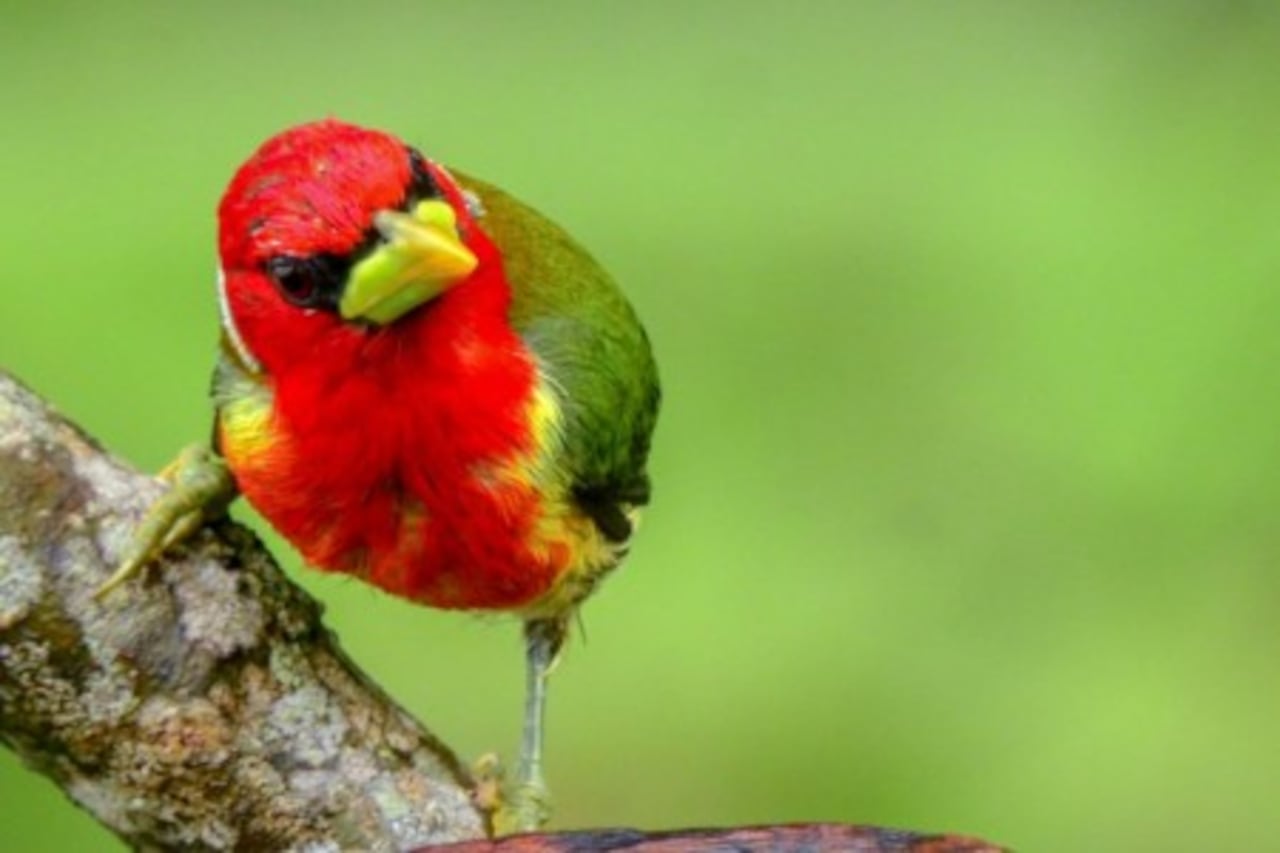 Las aguas termales de Rivera ofrecen un remanso de paz rodeado de vegetación exuberante.