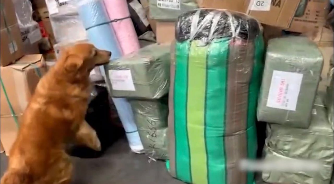 ‘Toro’ y ‘Tino’ detectan cargamento de marihuana camuflado en envíos comerciales en Cali y Yumbo.