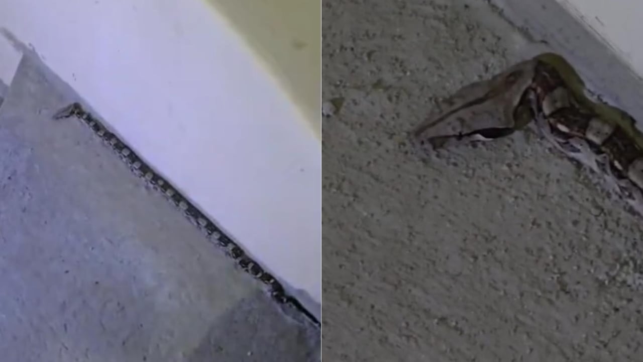 Se capturaron dos serpientes pequeñas que se encontraban dentro de una vivienda en La Buitrera.