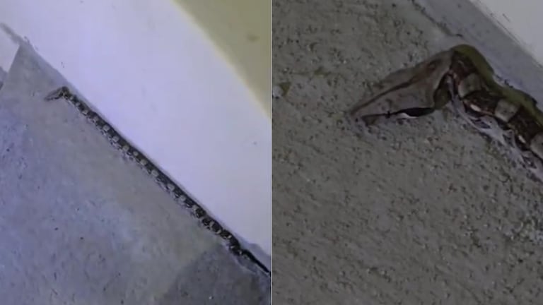 Se capturaron dos serpientes pequeñas que se encontraban dentro de una vivienda en La Buitrera.