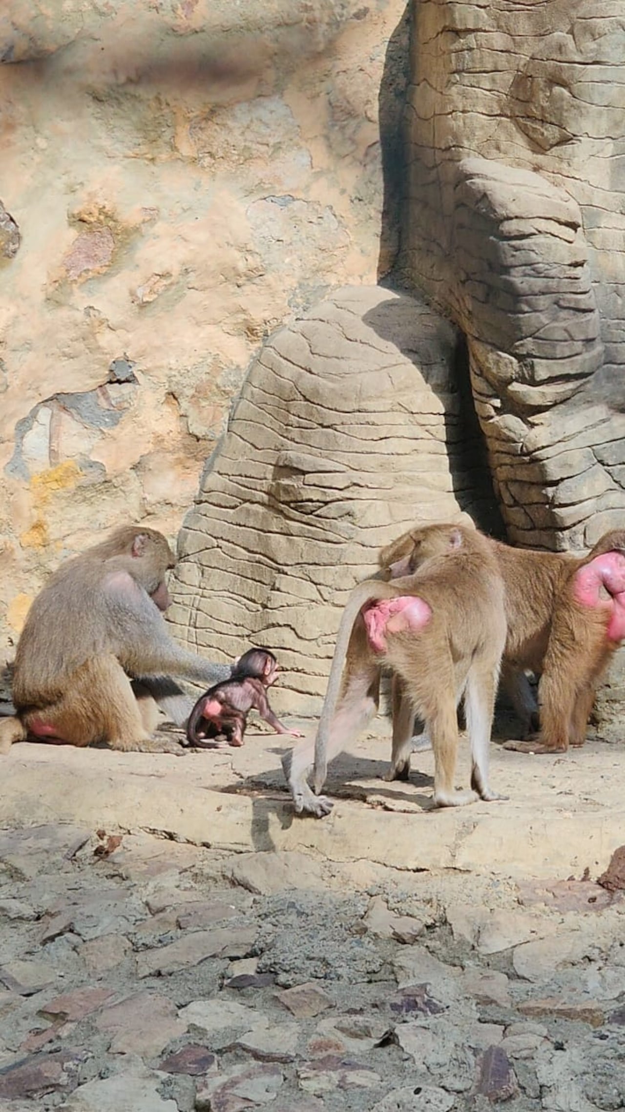 Nacimiento de papión sagrado en el Zoológico de Cali