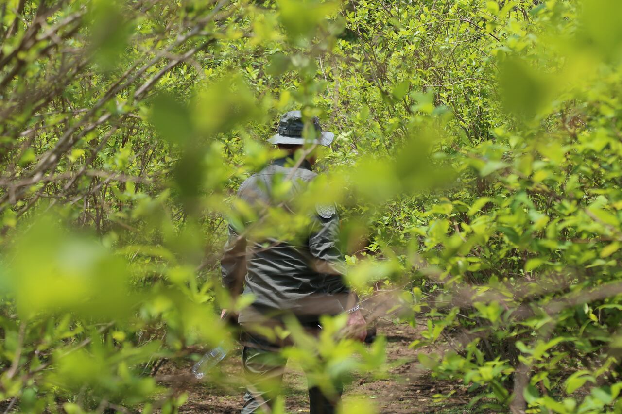 Los cultivos ilícitos son un eslabón en el negocio del narcotráfico que azota a los habitantes del departamento del Cuca. Para revertir esta situación se necesita apoyo estatal en diversos frentes.