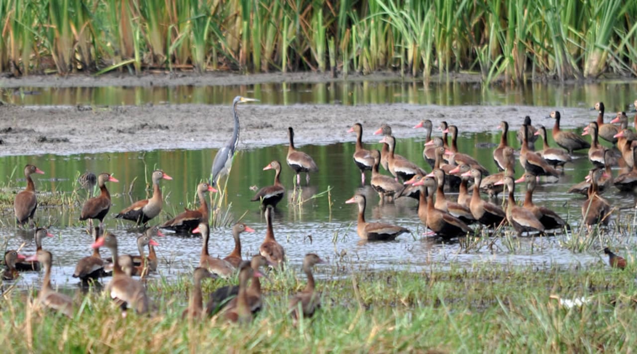 Santuario de Fauna y Flora Los Flamencos
