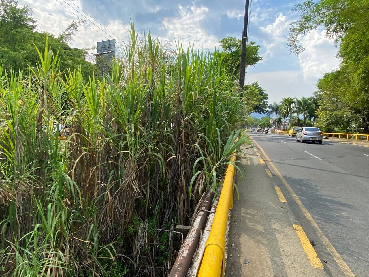 La maleza en la Calle 13 con Carrera 83, en el sur de Cali, estaría afectando la visibilidad para peatones y ciclistas, según denuncian ciudadanos.
