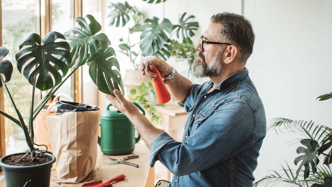 El monitoreo diario es uno de los tips más recomendados para notar a tiempo si la planta presenta alguna enfermedad