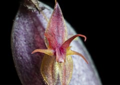 Lepanthes nasariana - Juan Sebastián Moreno