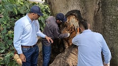 El equipo técnico del Departamento Administrativo de Gestión del Medio Ambiente (Dagma), diseñó intervenciones a la medida de cada árbol.