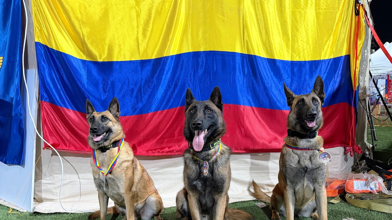 Perros rescatistas fueron condecorados: Candy, Rojo, Tamy y Dastan recibieron medalla al Mérito del Servicio tras las operaciones de búsqueda y rescate tras el terremoto en Venezuela.