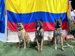 Perros rescatistas fueron condecorados: Candy, Rojo, Tamy y Dastan recibieron medalla al Mérito del Servicio tras las operaciones de búsqueda y rescate tras el terremoto en Venezuela.