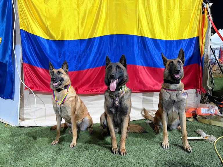Perros rescatistas fueron condecorados: Candy, Rojo, Tamy y Dastan recibieron medalla al Mérito del Servicio tras las operaciones de búsqueda y rescate tras el terremoto en Venezuela.