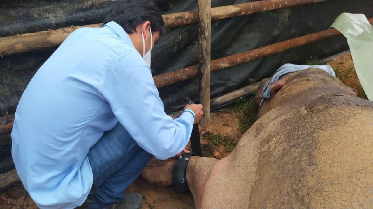 Instalaron un GPs a un hipopótamo en Antioquia