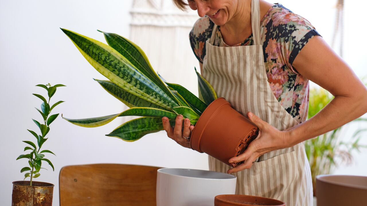 La lengua de suegra, una planta conocida por su resistencia y elegancia, puede beneficiarse significativamente del uso de jengibre como fertilizante natural.