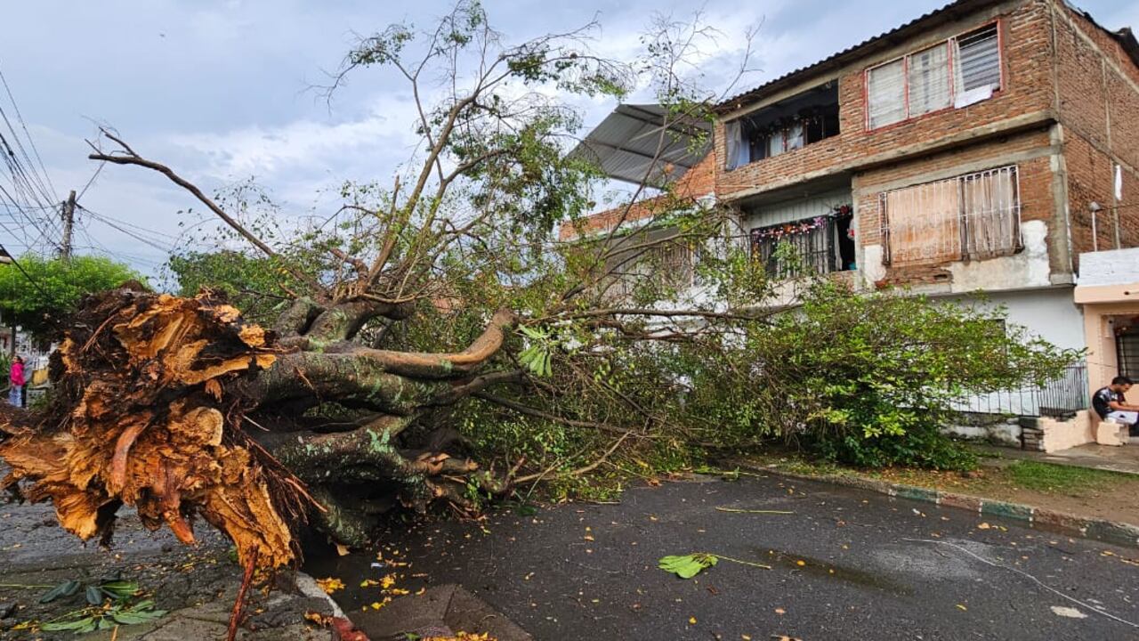 Varios árboles se cayeron en la ciudad por el fuerte vendaval de este jueves.