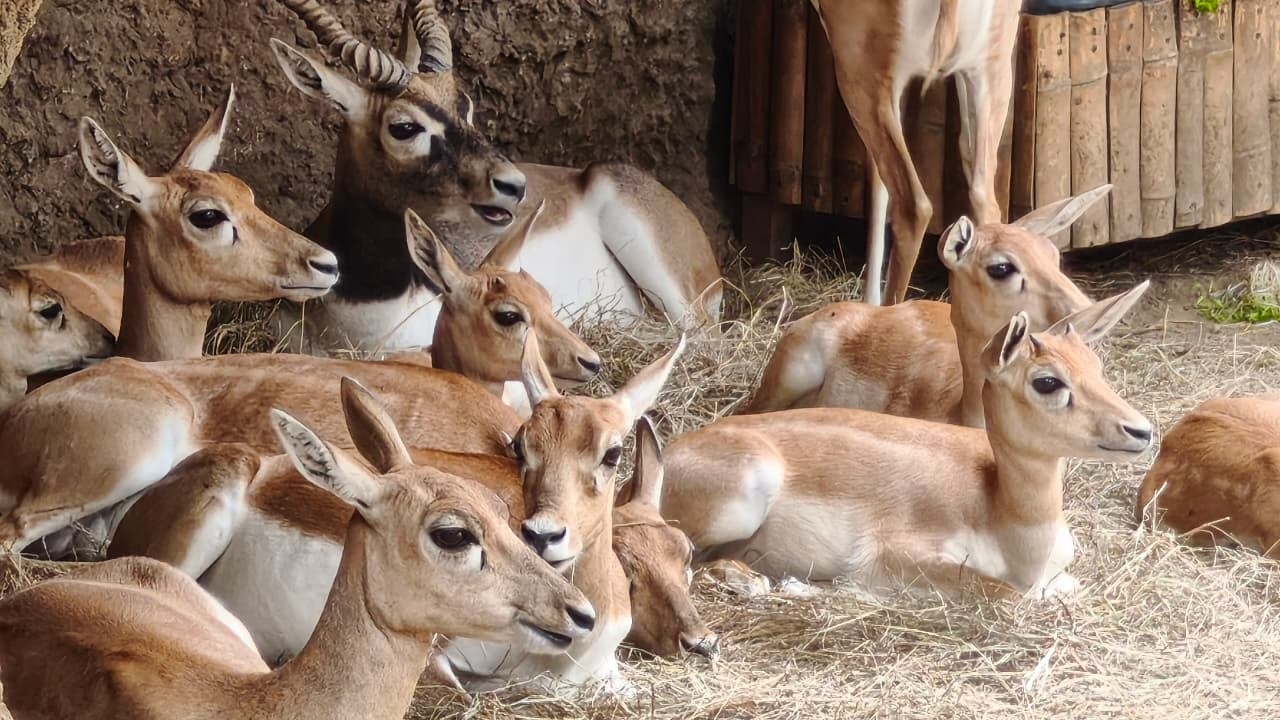 Antílopes de la India en el Zoológico de Cali.
