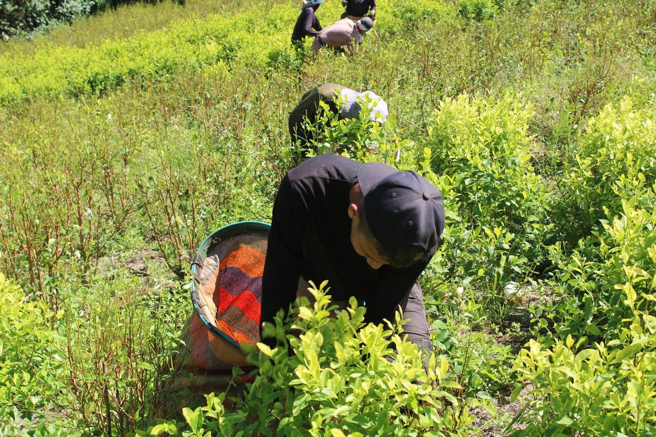 Las movilizaciones de los campesinos cocaleros iniciarán en las próximas y tendrán como epicentro la ciudad de Popayán.