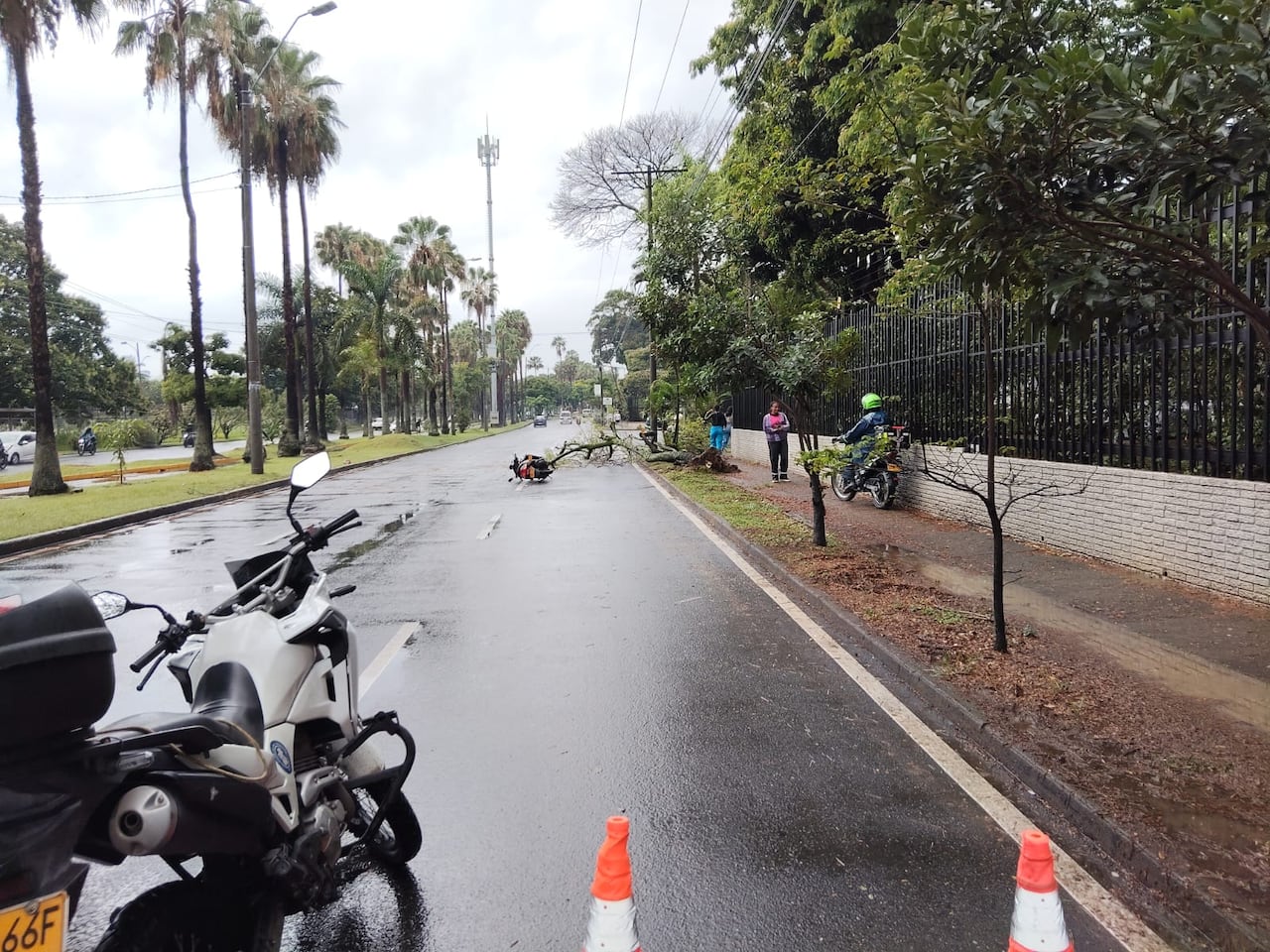 La Secretaría de Movilidad atendió el caso una motociclista caída sobre la vía por la rama de un árbol.
